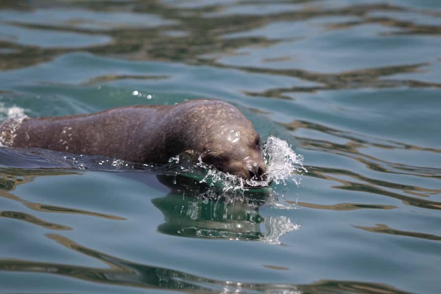 Lima: Sea Lion Swim and Wildlife Palomino Islands Cruise - San Lorenzo Island, Peru’s largest island