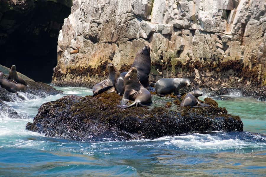 Lima: Sea Lion Swim and Wildlife Palomino Islands Cruise - Meeting the sea lions in open Pacific water