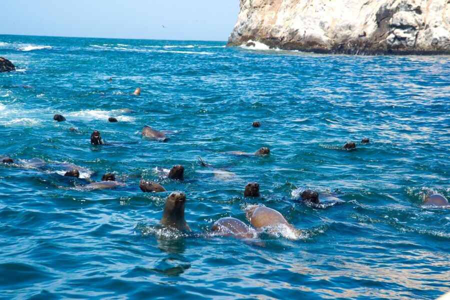 Lima: Sea Lion Swim and Wildlife Palomino Islands Cruise - Penguins, guano birds, and the ride home