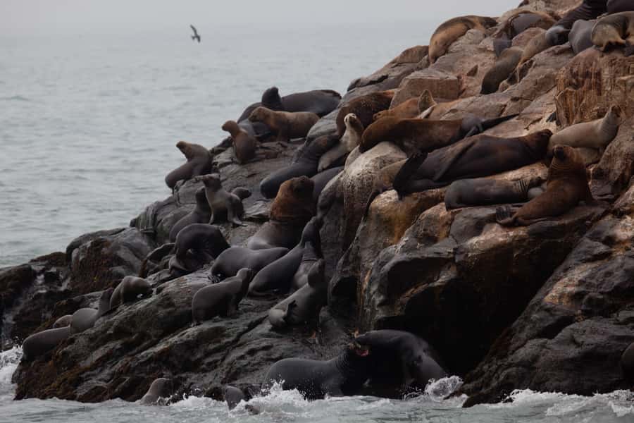 Lima: Sea Lion Swim and Wildlife Palomino Islands Cruise - Should you book the Palomino Islands trip?