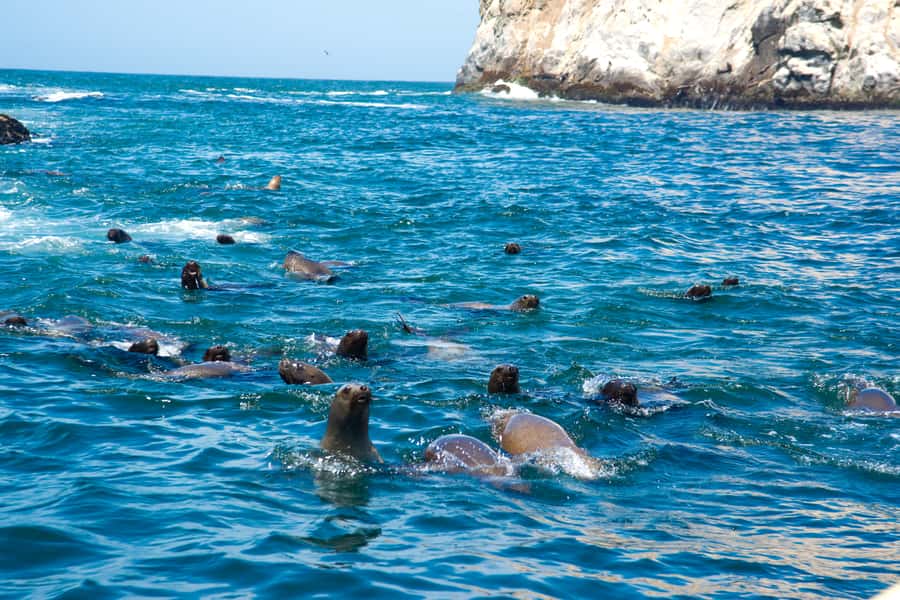 Lima: Sea Lion Swim and Wildlife Palomino Islands Cruise - Starting from La Punta and Muelle Club Canottieri