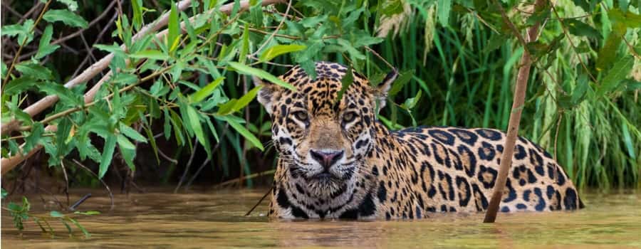 Living Nature from Cusco: 3 Days Manu Jungle all inclusive - Who will enjoy this Manu trip most