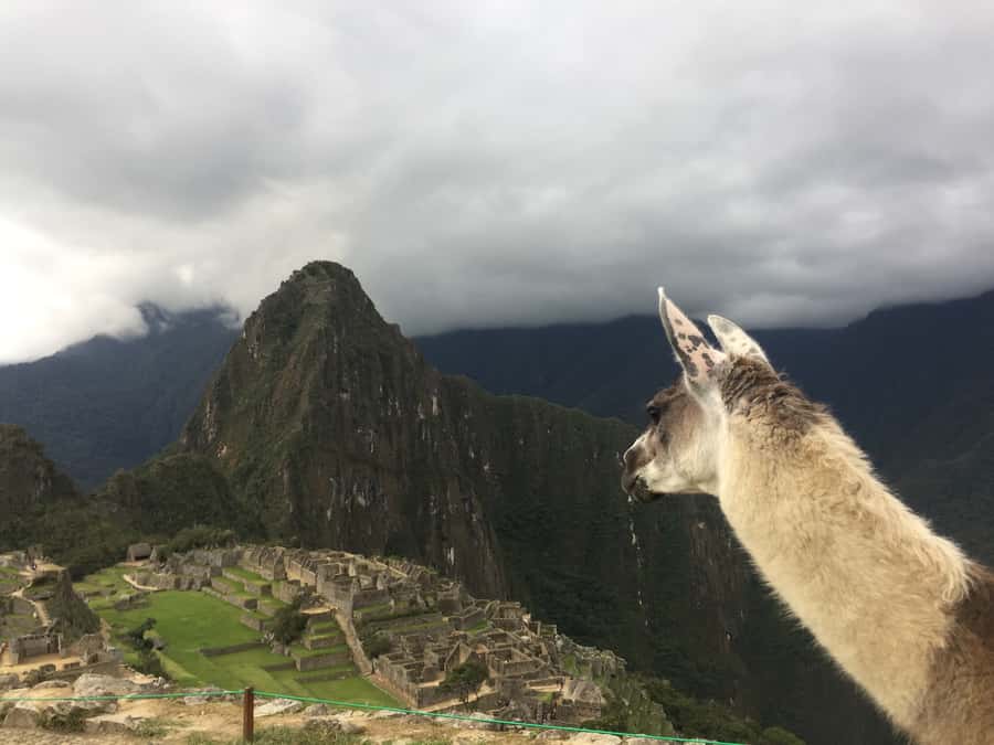 Machu Picchu: Private Tour Guide Service - The two-hour route through the citadel