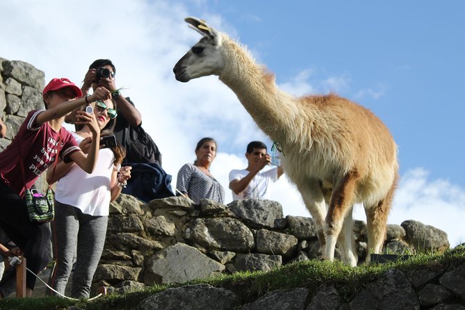 Machu Picchu Tour From Cusco Full Day - The bus up to Machu Picchu