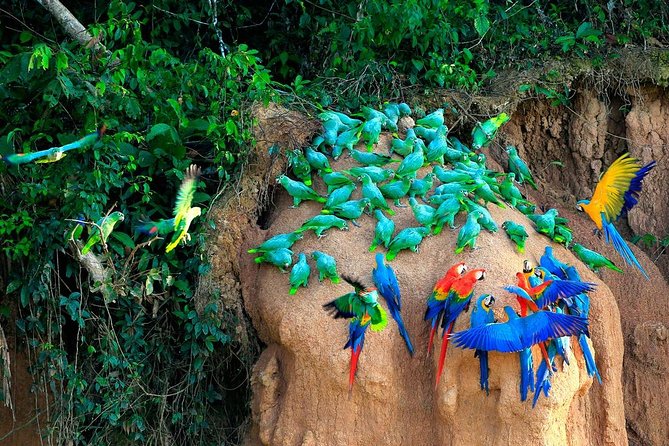 Manu National Park Tour 4days/3night - Jungle hikes where rubber boots earn their place