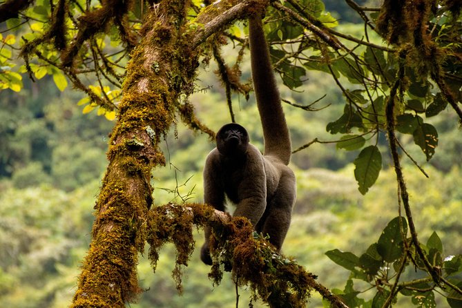 Manu National Park Tour 4days/3night - Eco-lodge comfort, with a basic first night