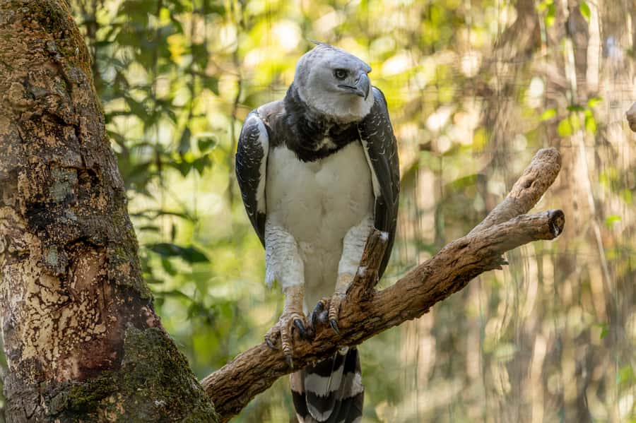 Manu National Park Tours from Cusco 5 Days - Key points before you reserve