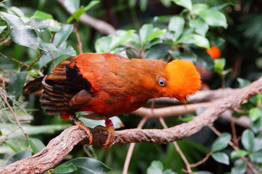 Manu National Park Tours from Cusco 5 Days - From Cusco to Paucartambo and Tres Cruces