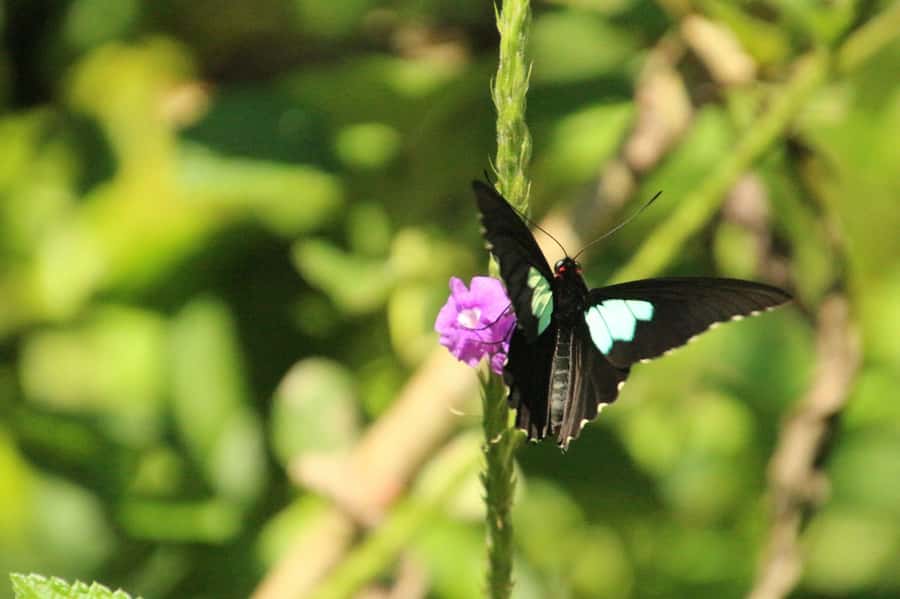 Manu National Park Tours from Cusco 5 Days - The long return to Cusco