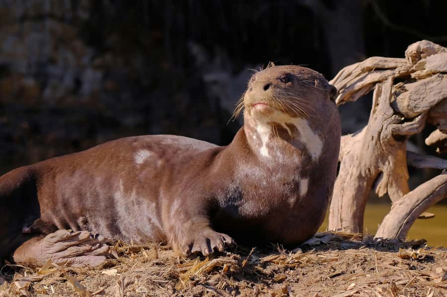 Manu National Park Tours from Cusco 5 Days - Who will enjoy this Manu tour most