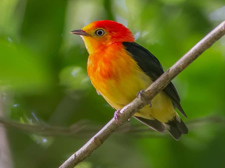 Manu National Park Tours from Cusco 5 Days - Booking advice and final call