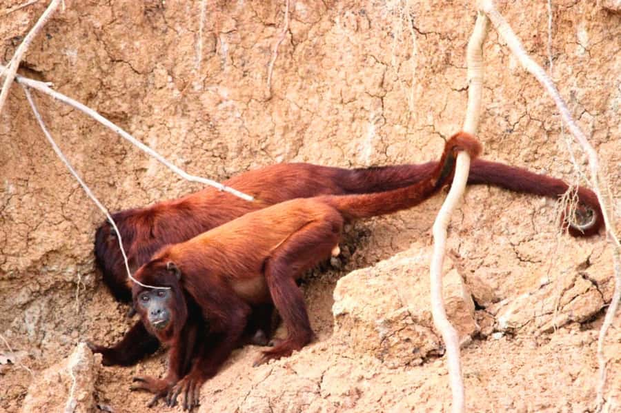 Manu National Park Tours from Cusco 5 Days - Bambu Lodge and the cloud forest