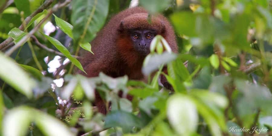 Monkey Island + Lake Sandoval 2D/1N - Key points before you book