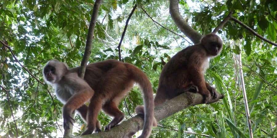 Monkey Island + Lake Sandoval 2D/1N - A fast start from Puerto Maldonado to the lodge