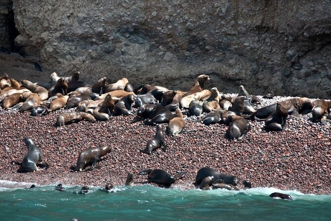 Nazca Lines & Ballestas Islands Private Tour Bus&Flight from Lima - Ballestas Islands: Peru’s noisy little wildlife theater