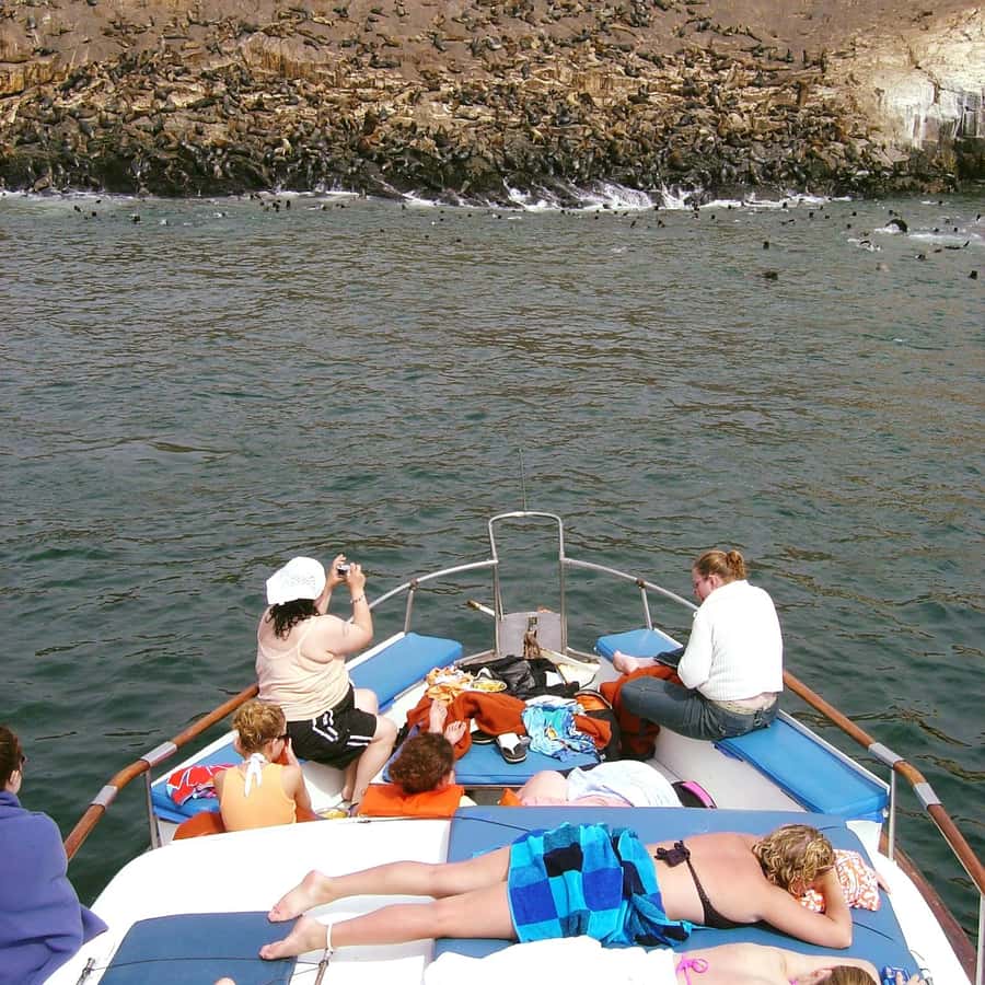 Palomino Islands Yacht Tour and swim alongside the sea lions - Key points at a glance