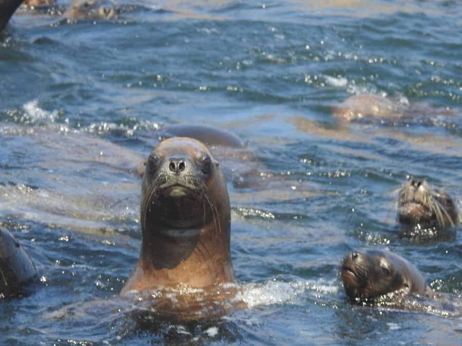 Palomino Islands Yacht Tour and swim alongside the sea lions - What you see from the yacht before reaching the islands