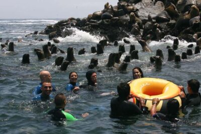 Palomino Islands Yacht Tour and swim alongside the sea lions