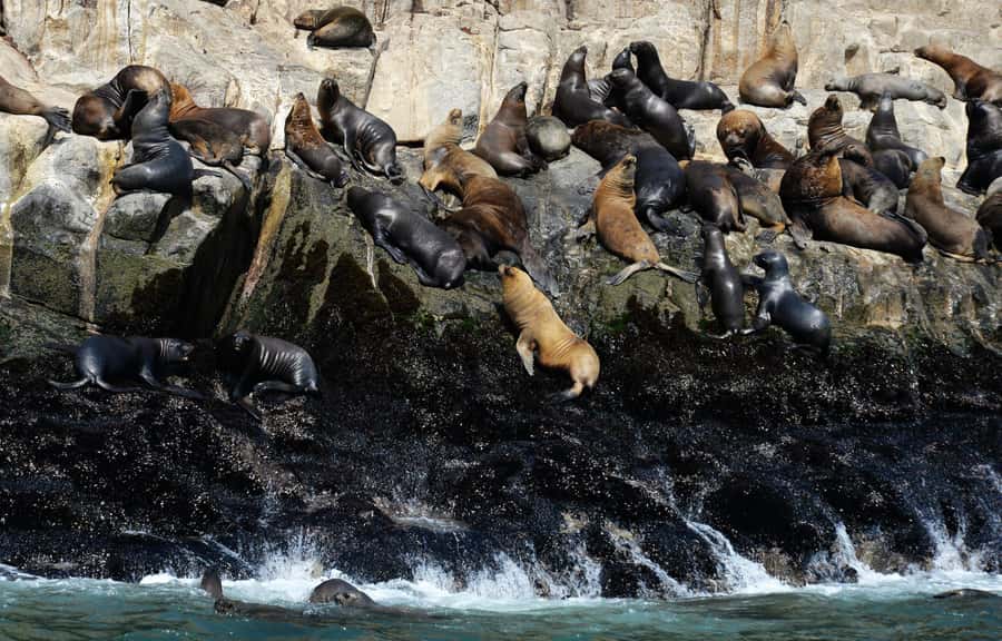 Palomino Islands Yacht Tour and swim alongside the sea lions - How the five-hour schedule feels