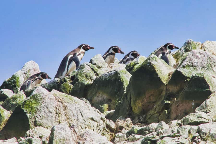 Paracas: Ballestas Islands and Candelabra of Paracas Boat - The Candelabra makes a memorable opening