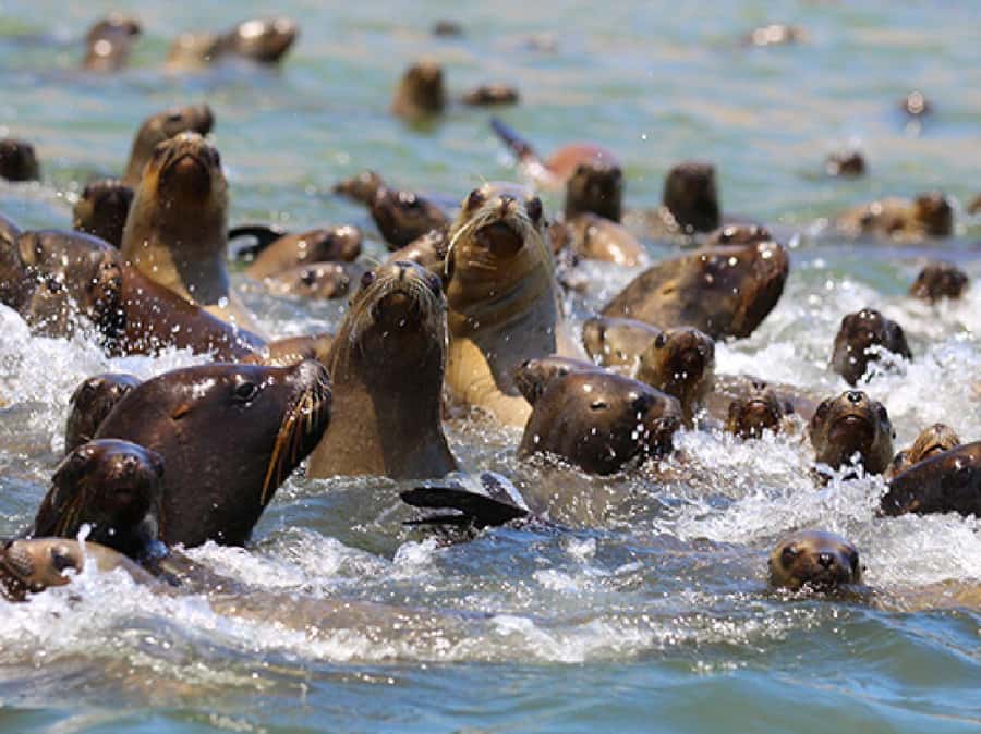 Paracas: Ballestas Islands and Candelabra of Paracas Boat - The Ballestas Islands are about animals, not beaches