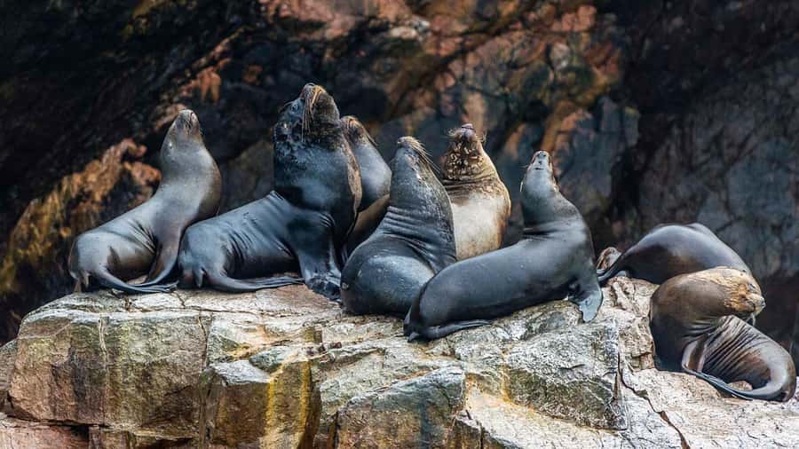 Paracas: Ballestas Islands and Candelabra of Paracas Boat - Who will enjoy this trip most