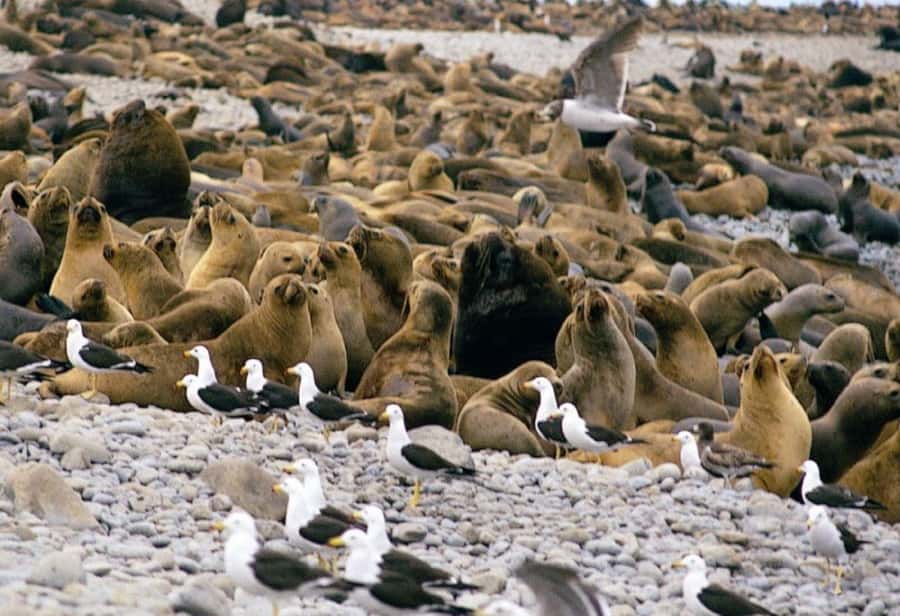 Paracas: Ballestas Islands and Candelabra of Paracas Boat - Should you book the Ballestas Islands boat?