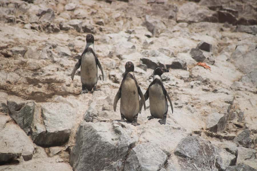 PARACAS: BALLESTAS ISLANDS AND NATIONAL RESERVE - What the two-hour boat trip feels like