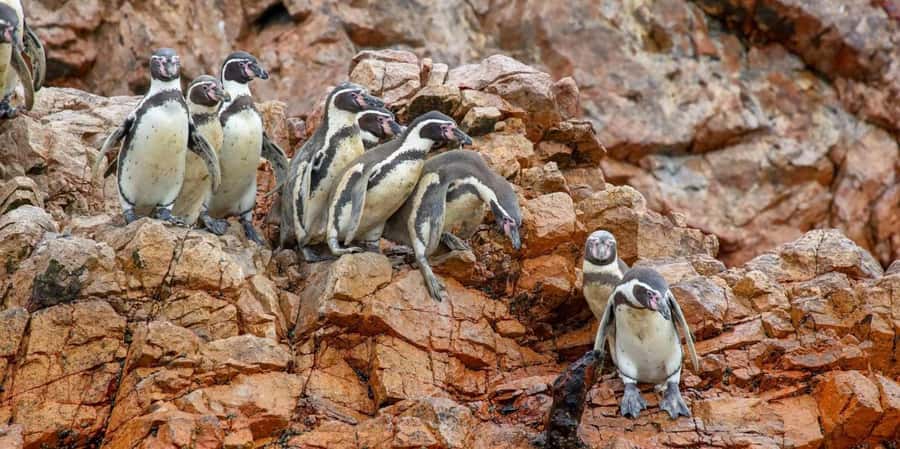 Paracas: Ballestas Islands Boat tour - Islas Ballestas - Key points to know before you go