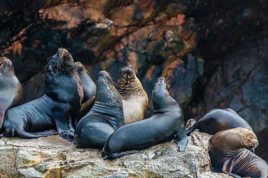 Paracas: Ballestas Islands Boat tour - Islas Ballestas - Sea lions, penguins, and the noisy bird colonies