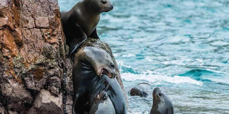 Paracas: Ballestas Islands Boat tour - Islas Ballestas - Is $35 a fair price?