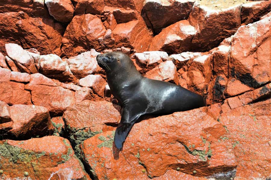 Paracas: Ballestas Islands Guided Boat Tour - Watching seabirds and Humboldt penguins