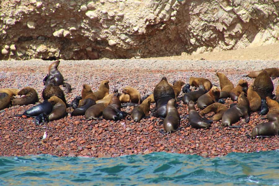 Paracas: Ballestas Islands Guided Boat Tour - Who will enjoy this boat trip most