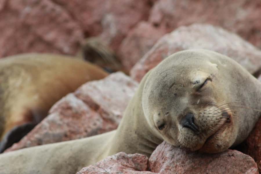 Paracas: Ballestas Islands Guided Boat Tour - Leaving the port and crossing Paracas Bay