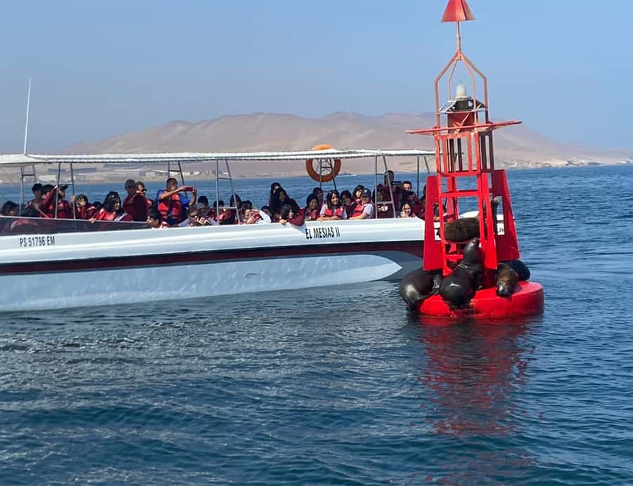 Paracas: Ballestas Islands Morning Boat Tour - Who should book this Ballestas Islands tour?