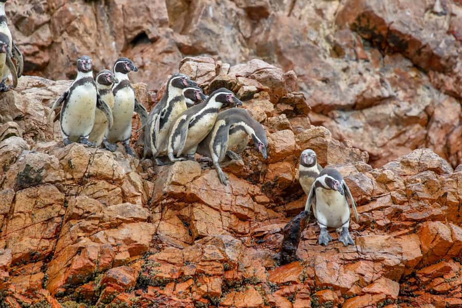 Paracas: Ballestas Islands Morning Boat Tour - Why this short Paracas trip is worth your morning