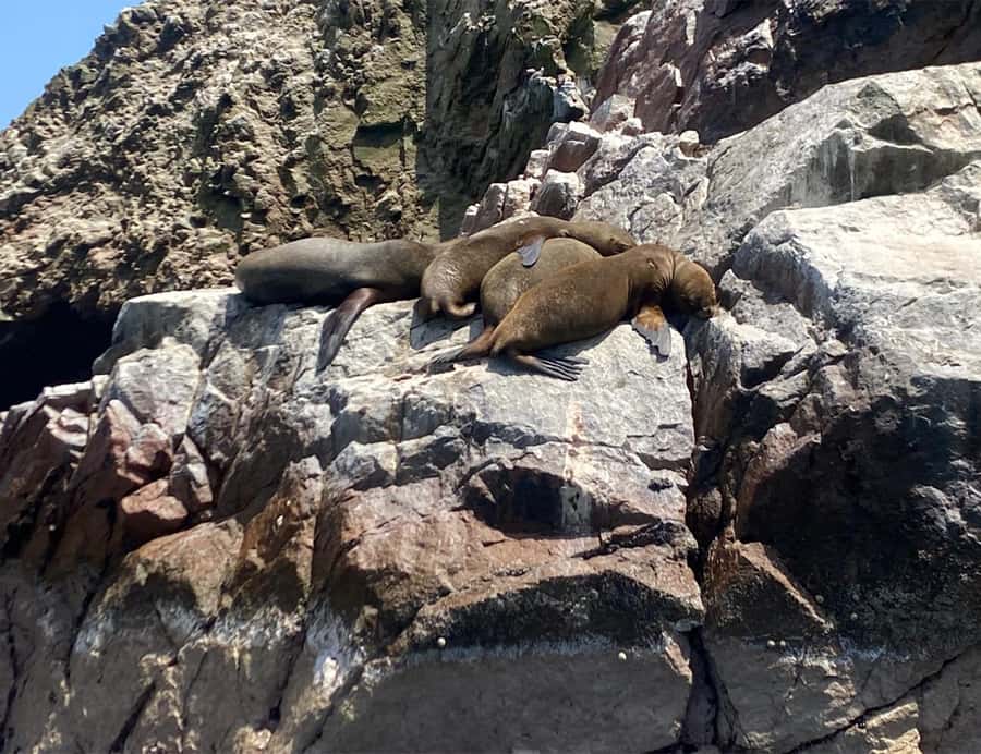 Paracas: Ballestas Islands Morning Boat Tour - Cruising toward the Ballestas Islands