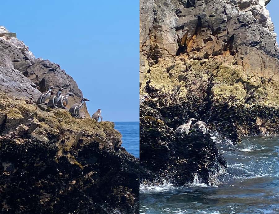 Paracas: Ballestas Islands Morning Boat Tour - The guides and what they add
