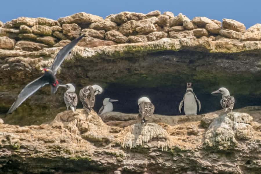 Paracas: Ballestas Islands Morning Boat Tour - Meeting the boat at Muelle El Chaco