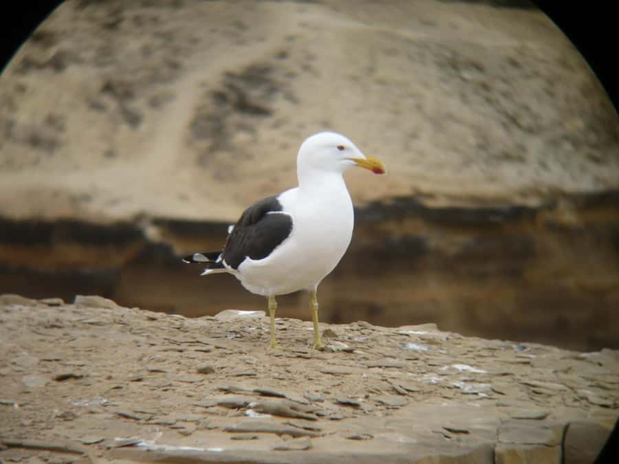 Paracas:Private Tours Paracas National Reserve all inclusive - Catedral viewpoint and the power of the Pacific