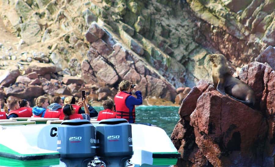 Paracas: speedboat BALLESTAS ISLANDS TOUR - Why the Ballestas Islands are worth your morning