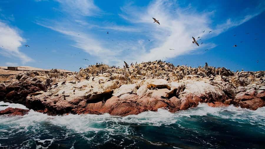 PARACAS|| Sunset trekking in the Paracas National Reserve - Wildlife Along the Reserve Shore