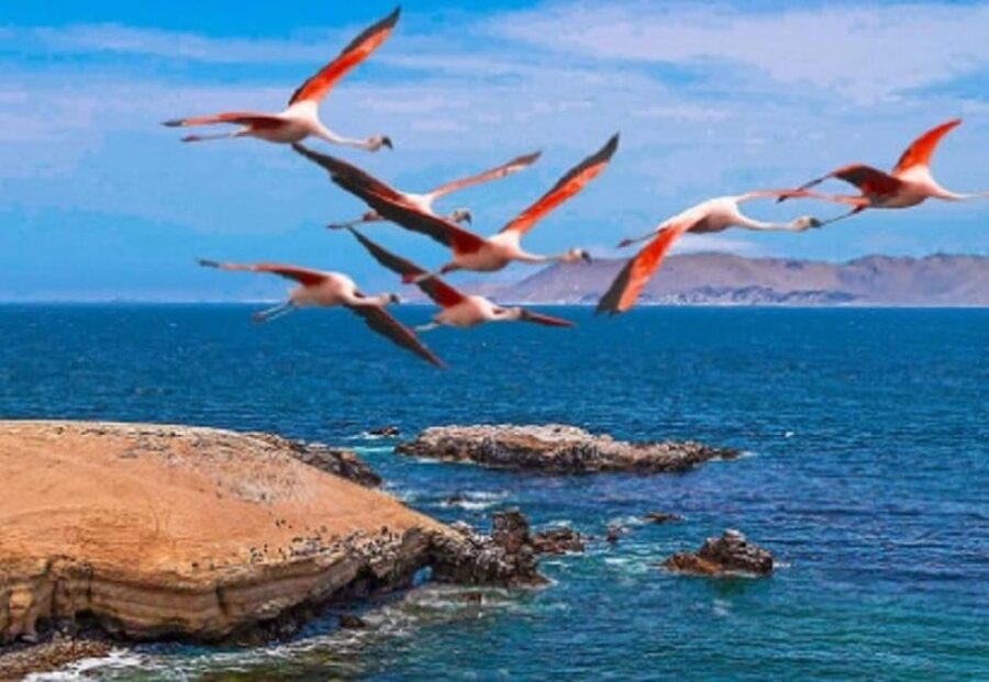 PARACAS|| Sunset trekking in the Paracas National Reserve - What to Bring and What to Clarify