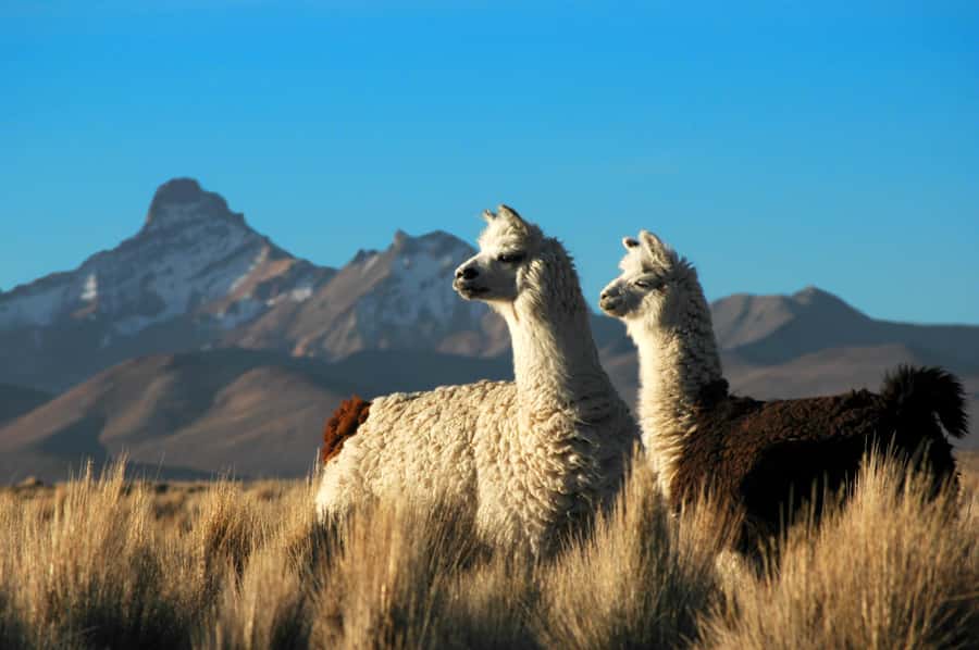 Pisaq, Ollantaytambo, Chinchero - Sacred Valley Experience - Practical preparation for a long day