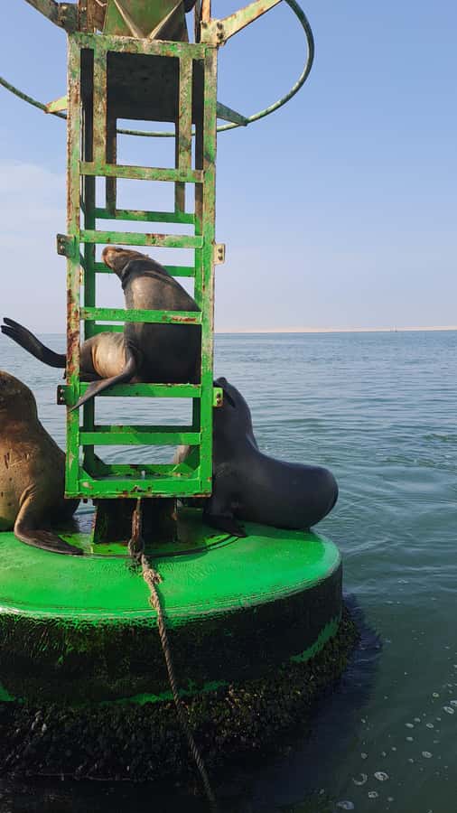 Private Tour: Ballestas Island & Huacachina Oasis, from Lima - The guide and private-group advantage