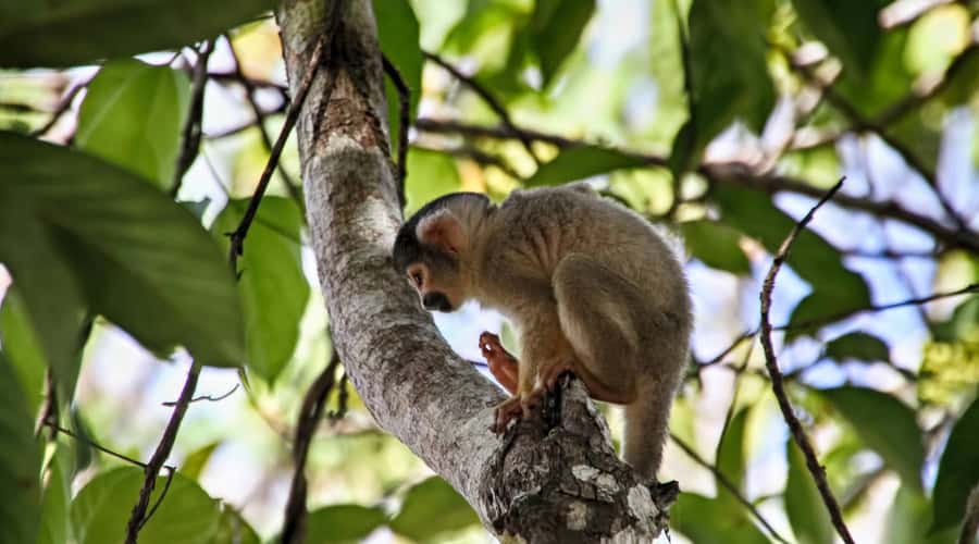 Puerto Maldonado: 2-Day Peruvian Tambopata Jungle Trip - What to pack for the jungle
