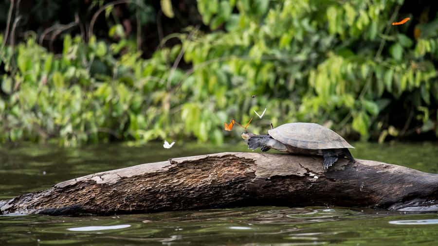 Puerto Maldonado: 2-Day Peruvian Tambopata Jungle Trip - Timing, flights, and group size