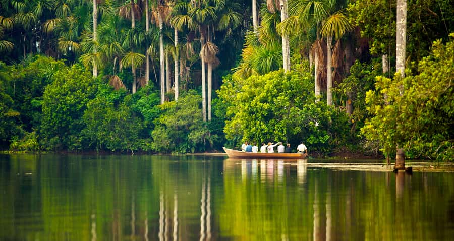 Puerto Maldonado: 2-Day Peruvian Tambopata Jungle Trip - The 35-meter canopy tower and Lupuna Tree