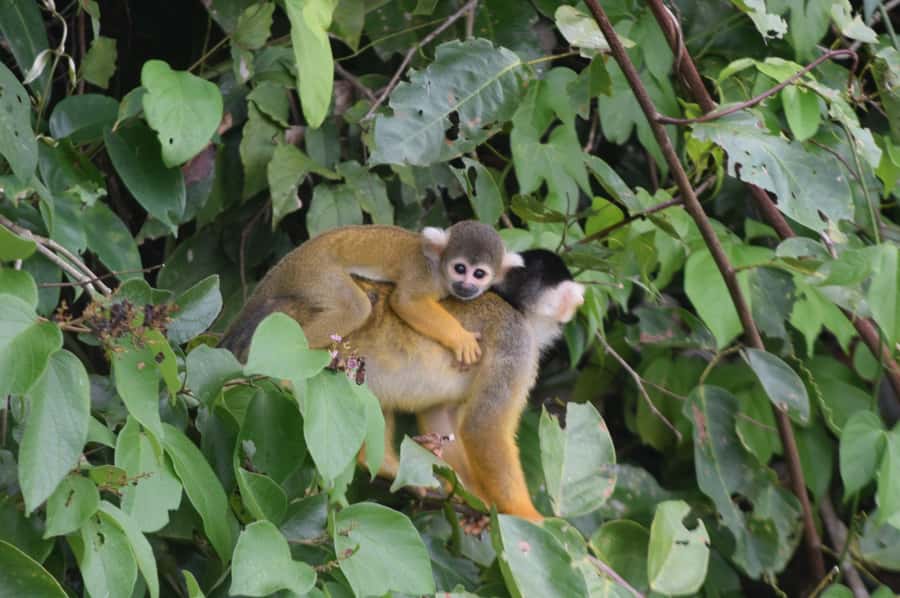 Puerto Maldonado: 4-Day Tambopata Rainforest Tour - Day 2: Sloths, caimans, and Sandoval Lake