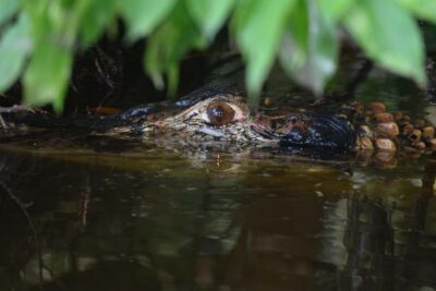 4-Day Tambopata Rainforest Tour